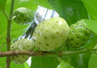 gambar buah mengkudu